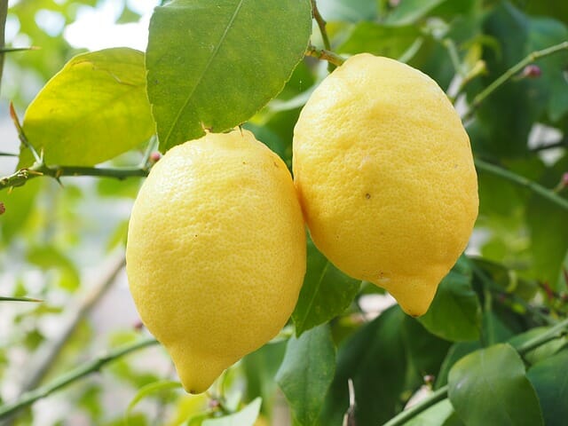 The Easy Way To Grow Lemon Trees Indoors
