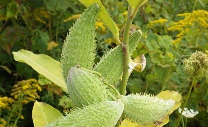 Milkweed Is Edible? Yes, And It's Super-Easy To Prepare, Too