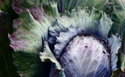 Surprising Kitchen Cures From Cabbage (Yes, Cabbage)