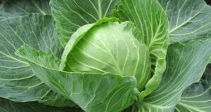 Surprising Kitchen Cures From Cabbage (Yes, Cabbage)