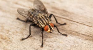 10 Natural Fly Repellents To Help Rid Your Home Of Flies