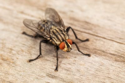 natural fly repellents