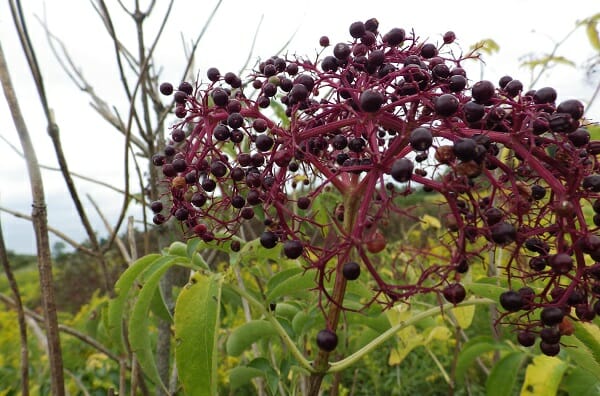 Elderberry Recipes That Will Keep You Healthy All Winter