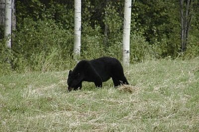 I Have Encountered Bears And Survived. Here's What To Do.