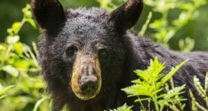 I Have Encountered Bears And Survived. Here’s What To Do.