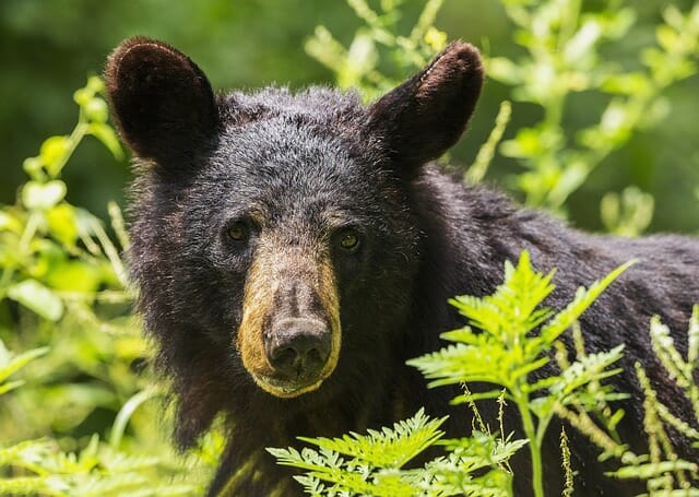 I Have Encountered Bears And Survived. Here's What To Do.