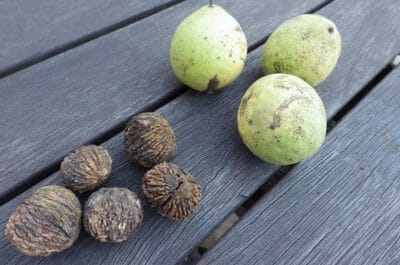 The Secret To Cracking Black Walnuts (Nature’s Most Stubborn Nut)