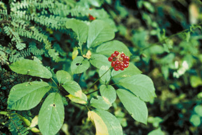 Hot To Find And Harvest Ginseng (Legally)