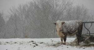 Tips & Tricks To Protect Livestock During Winter