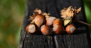 8 Wild Nuts You Can Forage For Each Fall