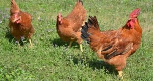 The Very Best Backyard Chickens For Meat