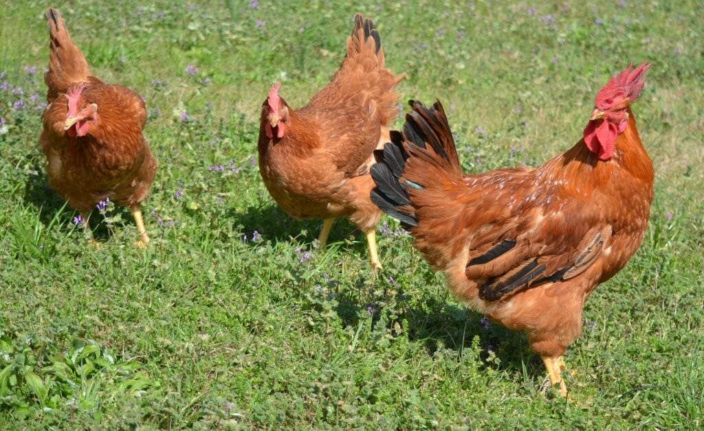 The Very Best Backyard Chickens For Meat