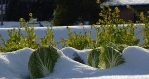 Everything You’ve Heard About Winter Gardening Is Wrong