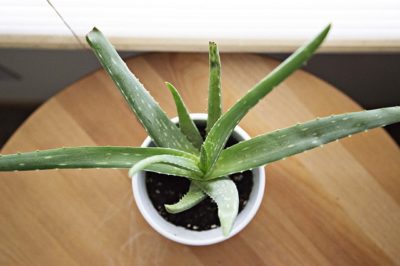 How To Know If Your Store-Bought Aloe Vera Is Fake