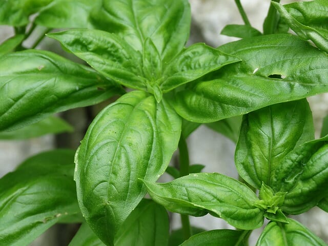 The Crazy Trick That Lets You Re-Grow Herbs From Just One Plant