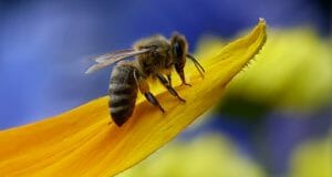 17 Vegetables In Your Garden That Require Bee Pollination