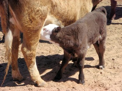 Biosecurity: 7 Steps To Protecting Your Livestock From Deadly Disease