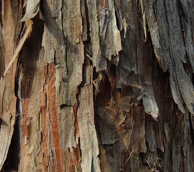 7 Little-Noticed Ways to Use Tree Bark for Survival