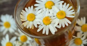 Chamomile: The Tension-Relieving Herb You Can Easily Grow Indoors