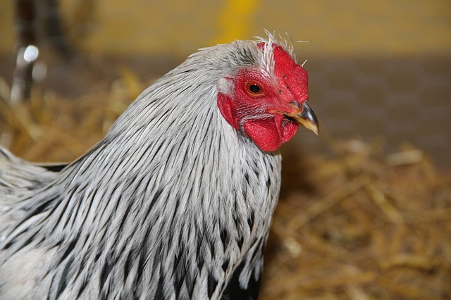How To Keep Your Chickens Legal (And Safe) In The Big City