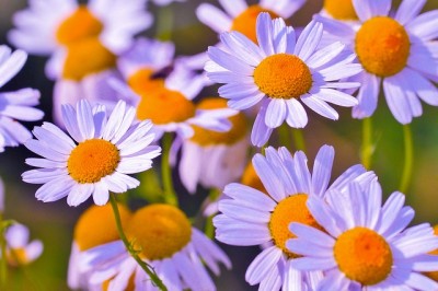 Chamomile: The Tension-Relieving Herb You Can Easily Grow Indoors