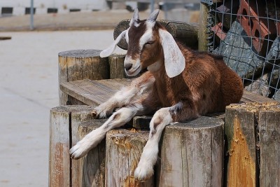 Goats And Toxic Plants: Separating Fact From Fiction