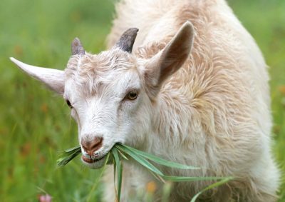 The Hidden Worm That Can Kill Your Goats & Sheep