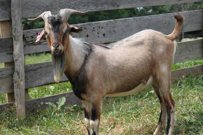 The Fast-Growing Meat Goat You Won’t Ever Have To Feed