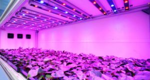 Grow Lights Explained: Here’s What You’re Doing That’s Wrong