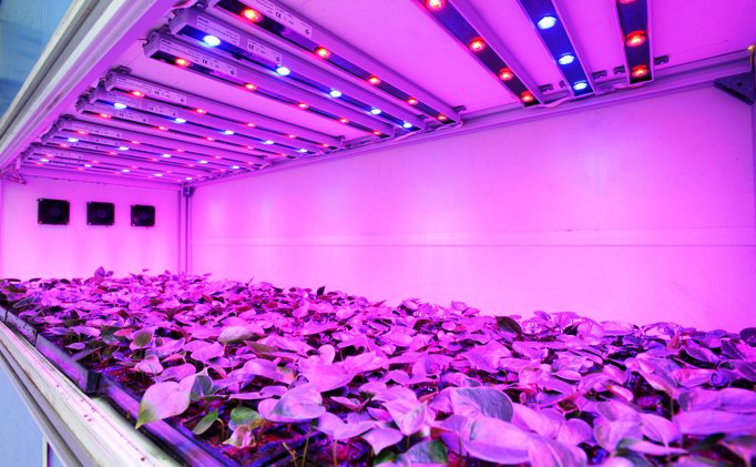 Grow Lights Explained: Here's What You’re Doing That's Wrong