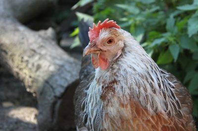 How To Keep Your Chickens Legal (And Safe) In The Big City