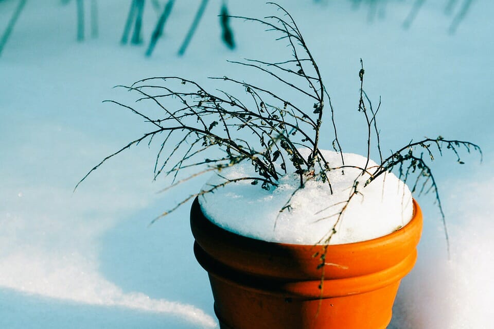 Inexpensive Ways To Help Potted Plants Survive Winter