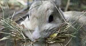 How To Feed Rabbits Sustainably Without Store-Bought Pellets
