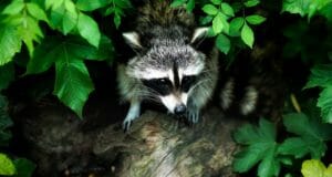6 Natural Ways To Keep Raccoons Off Your Property