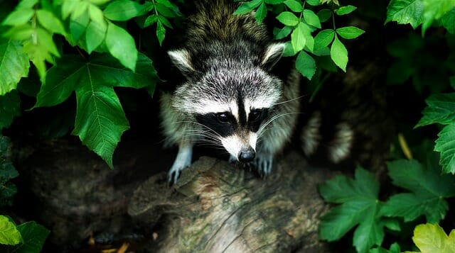 6 Creative Ways To Keep Raccoons Off Your Property