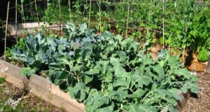 6 Reasons Raised Beds Beat Traditional Gardening Nearly Every Time