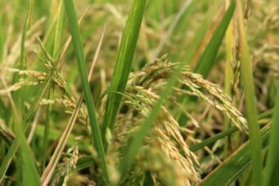 American Homesteaders Are Growing Rice. Here’s How They Do It.