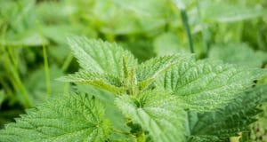 Stinging Nettles: The Delicious Spring Edible ‘Weed’ That Is Easily Tamed