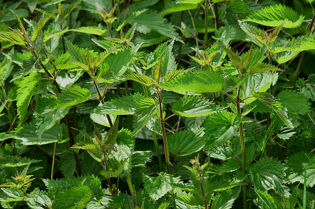 7 Invasive Weeds You Can Turn Into Livestock Feed