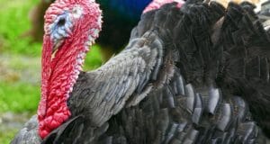 8 Things To Consider Before Raising Turkeys