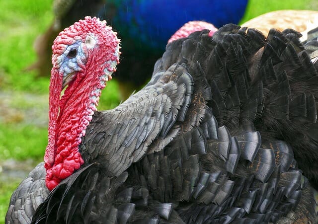 8 Things To Consider Before Raising Turkeys