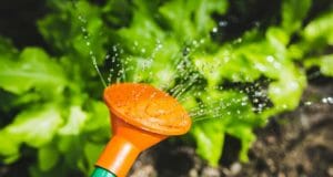 6 Clever Ways To Save Money When Watering Your Garden
