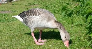 4 Ways Geese Can Work For YOU On The Homestead