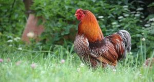 10 Dual-Purpose Chicken Breeds Every Homesteader Should Consider
