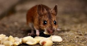 All-Natural, Off-Grid Tricks For Eliminating Mice And Rats