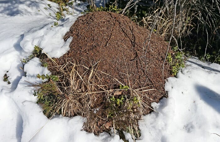 How To Keep Your Compost Pile Churning … All Winter Long