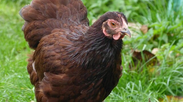 City Issues Arrest Warrant, Fines Woman $6,000 For Backyard Chickens