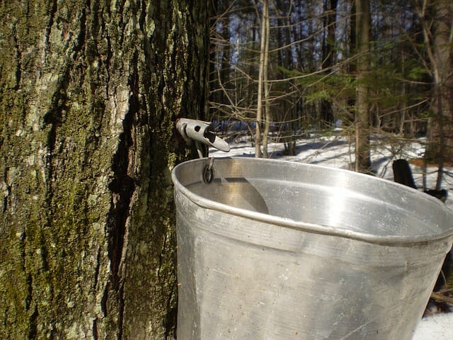 tapping trees