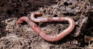 Worm Composting 101: Why Every Gardener Should Do It