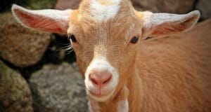 Goat Raising 101: Separating Fact From Fiction
